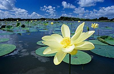 PS+欧美服七月会免游戏公布 《瘟疫传说》、《COD15》等